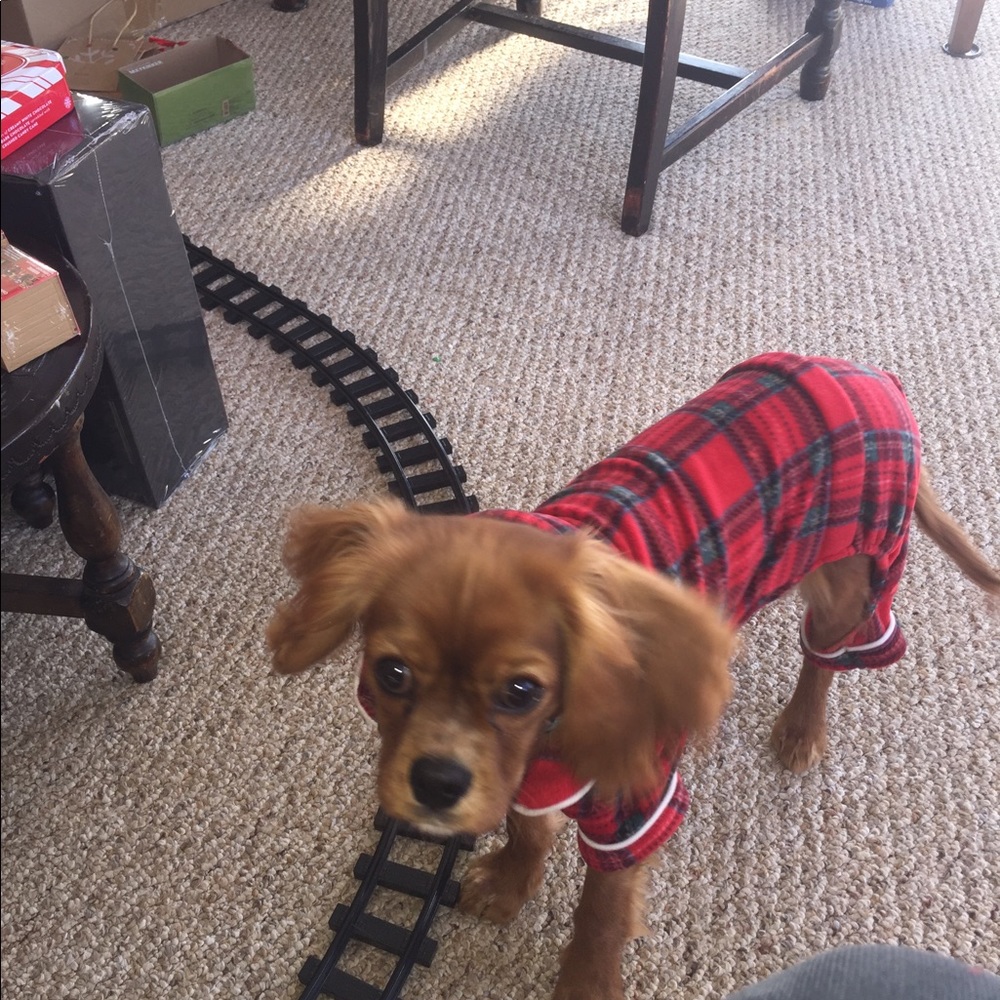 Puppy PJs